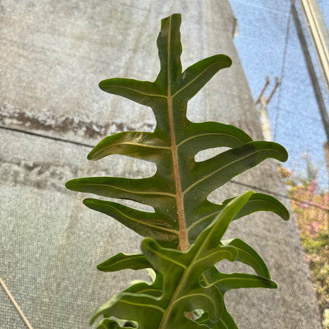 Alocasia portei