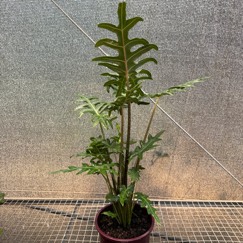 Alocasia portei