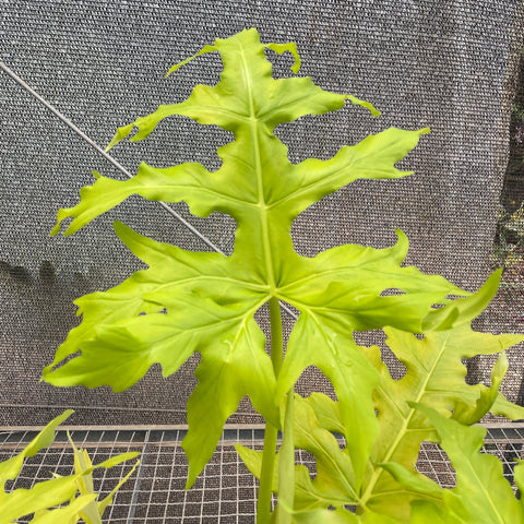 Philodendron Warscewiczii 'áurea'