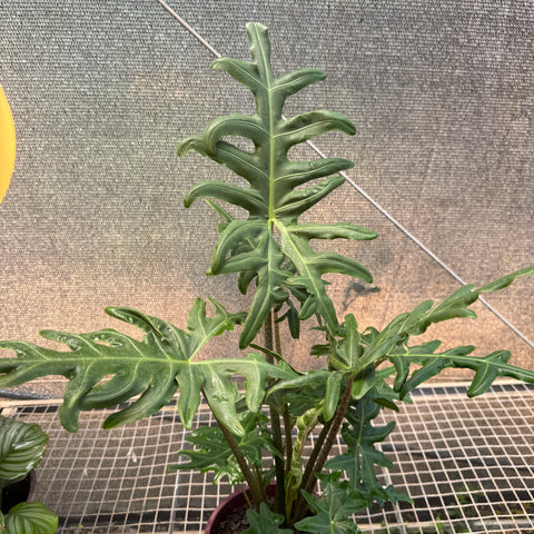 Alocasia portei