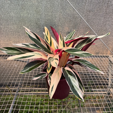 Calathea Triostar - pote 23
