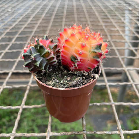 Cactus Gymnocalycium mihanovichii