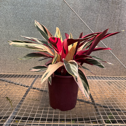 Calathea Triostar - pote 23
