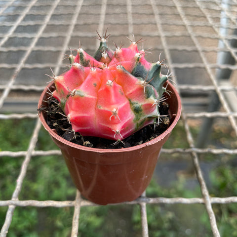 Cactus Gymnocalycium mihanovichii