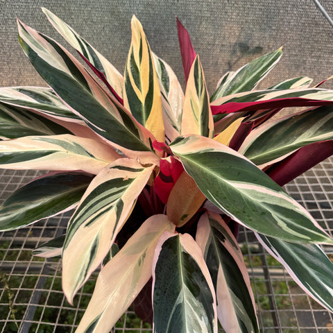 Calathea Triostar - pote 23