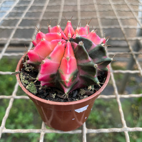 Cactus Gymnocalycium mihanovichii