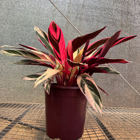 Calathea Triostar - pote 23