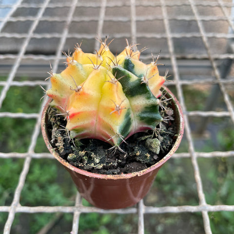 Cactus Gymnocalycium mihanovichii