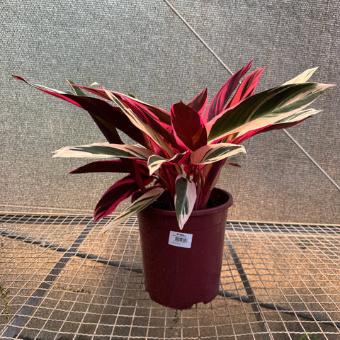 Calathea Triostar - pote 23
