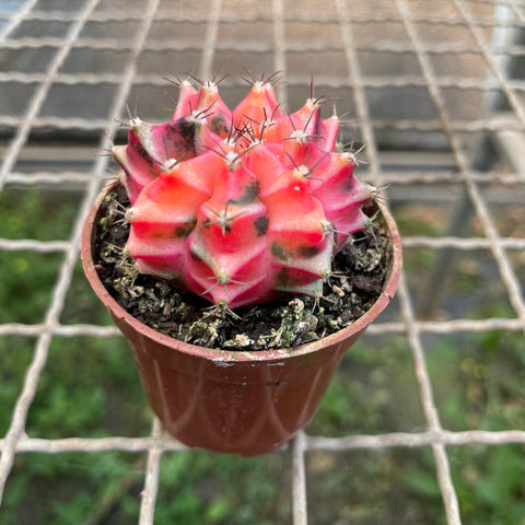 Cactus Gymnocalycium mihanovichii