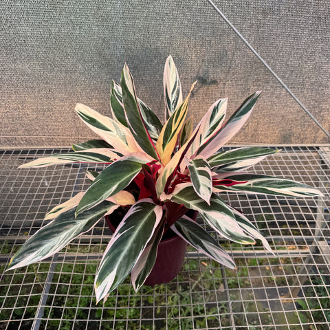 Calathea Triostar - pote 23