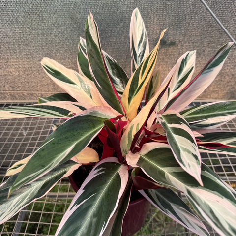 Calathea Triostar - pote 23