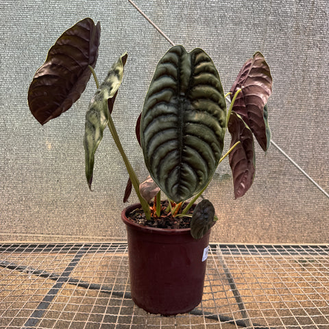 Alocasia cuprea  - pote 23