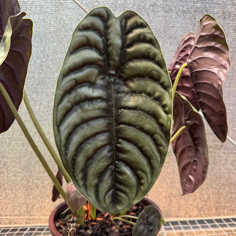 Alocasia cuprea  - pote 23