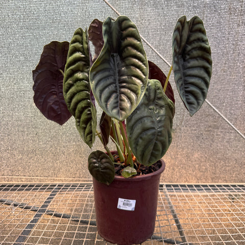 Alocasia cuprea  - pote 23