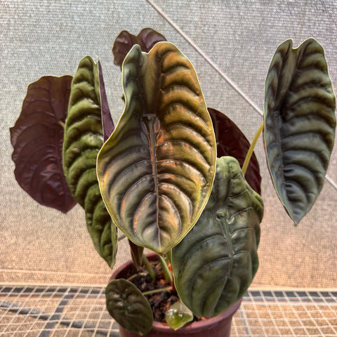 Alocasia cuprea  - pote 23