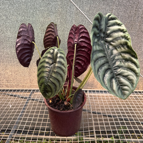 Alocasia cuprea  - pote 23