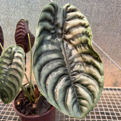 Alocasia cuprea  - pote 23