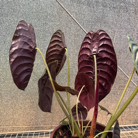 Alocasia cuprea  - pote 23