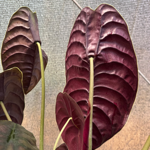 Alocasia cuprea  - pote 23