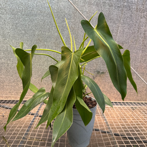 Philodendron Spiritus Sancti