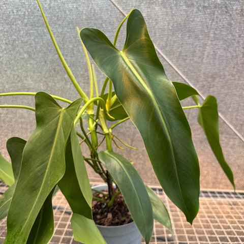 Philodendron Spiritus Sancti