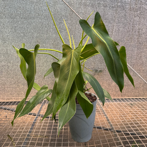 Philodendron Spiritus Sancti