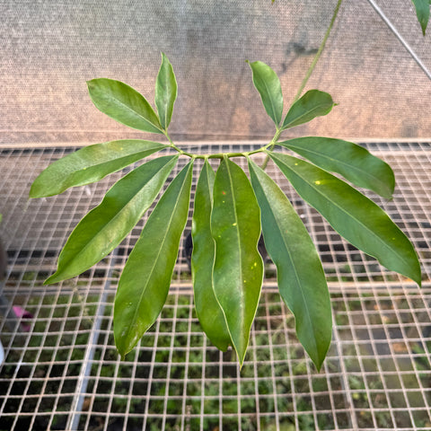 Thaumatophyllum spruceanum (Philodendron goeldii)