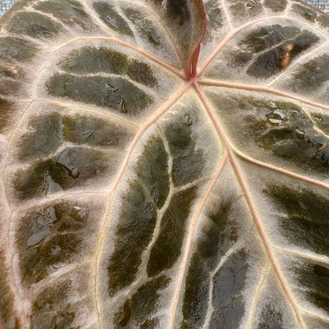 Anthurium Botanic - variação 05