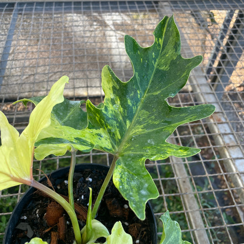 Guaimbé variegata