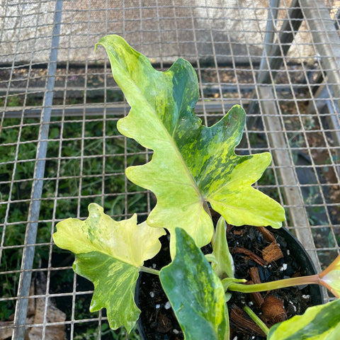 Guaimbé variegata
