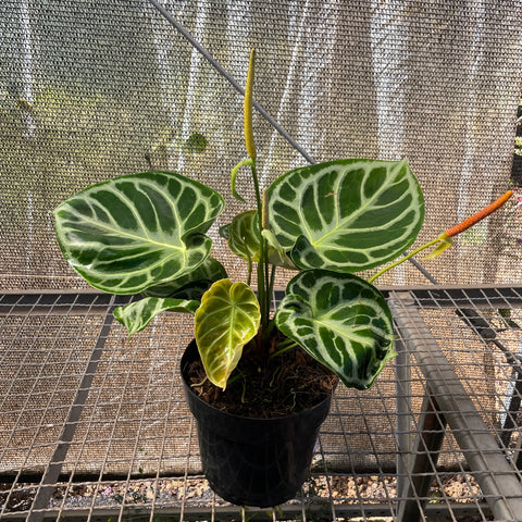 Anthurium Botanic - variação 10