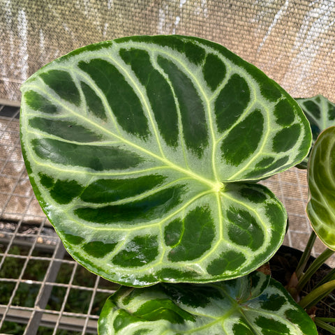 Anthurium Botanic - variação 10