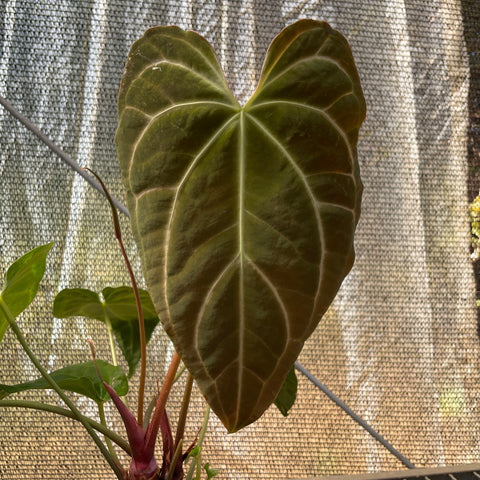 Anthurium Botanic - variação 09