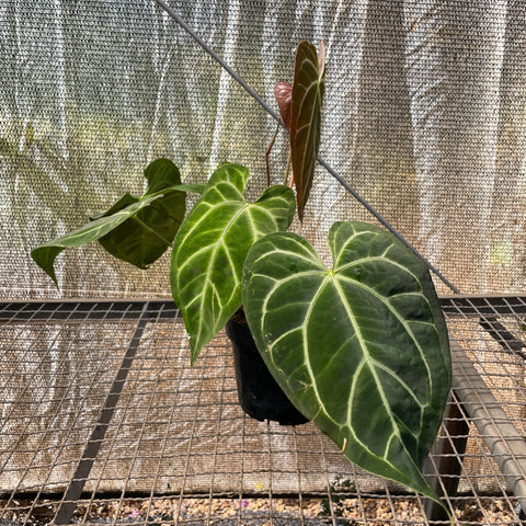 Anthurium Botanic - variação 09