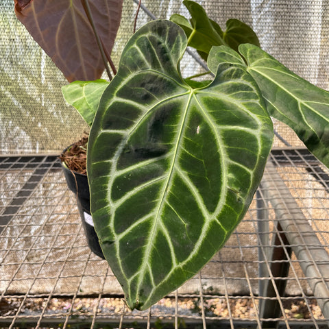 Anthurium Botanic - variação 09