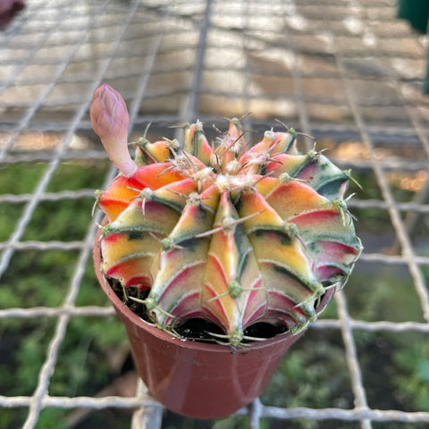 Cactus Gymnocalycium mihanovichii