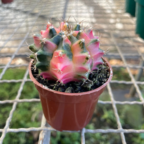 Cactus Gymnocalycium mihanovichii