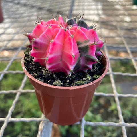 Cactus Gymnocalycium mihanovichii