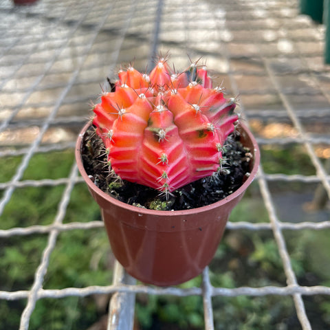 Cactus Gymnocalycium mihanovichii