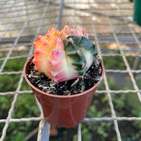 Cactus Gymnocalycium mihanovichii