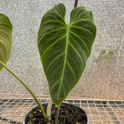 Philodedron 'splendid'