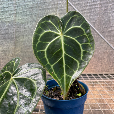 Anthurium clarinervium