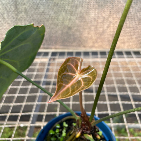 Anthurium clarinervium