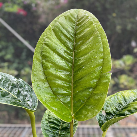 Anthurium jesusii