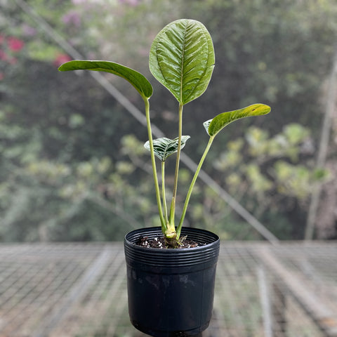 Anthurium jesusii