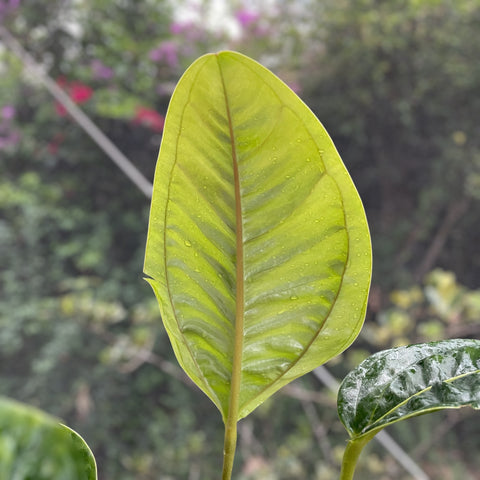 Anthurium jesusii