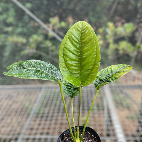 Anthurium jesusii