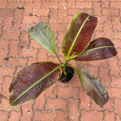 Musa siam ruby