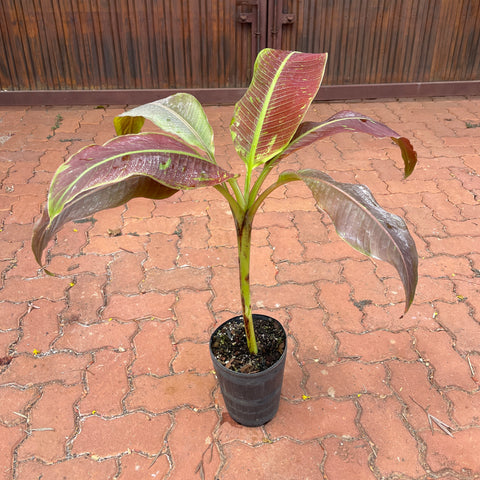Musa siam ruby